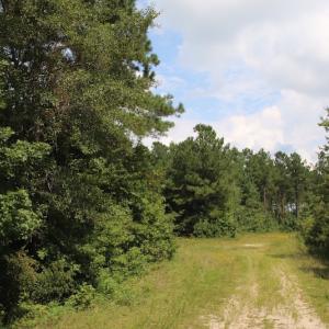 Photo of UNDER CONTRACT!  217 ac Timber and Hunting Land for Sale in Jones County NC!