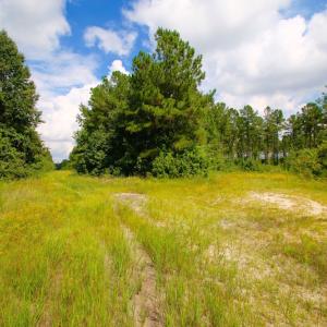 Photo of UNDER CONTRACT!  217 ac Timber and Hunting Land for Sale in Jones County NC!