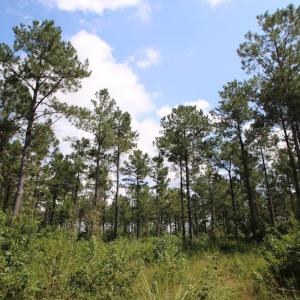 Photo of UNDER CONTRACT!  217 ac Timber and Hunting Land for Sale in Jones County NC!
