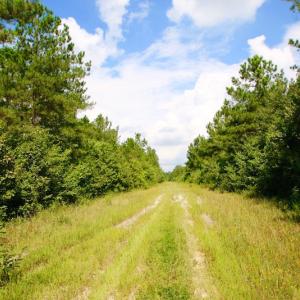 Photo of UNDER CONTRACT!  217 ac Timber and Hunting Land for Sale in Jones County NC!