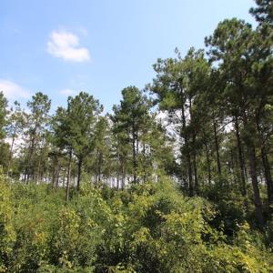 Photo of UNDER CONTRACT!  217 ac Timber and Hunting Land for Sale in Jones County NC!