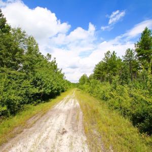 Photo of UNDER CONTRACT!  217 ac Timber and Hunting Land for Sale in Jones County NC!