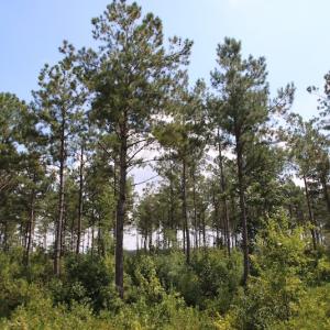 Photo of UNDER CONTRACT!  217 ac Timber and Hunting Land for Sale in Jones County NC!