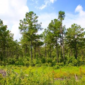 Photo of UNDER CONTRACT!  217 ac Timber and Hunting Land for Sale in Jones County NC!
