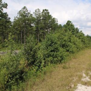 Photo of UNDER CONTRACT!  217 ac Timber and Hunting Land for Sale in Jones County NC!