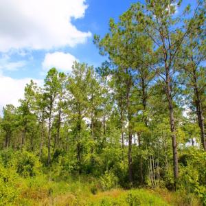 Photo of UNDER CONTRACT!  217 ac Timber and Hunting Land for Sale in Jones County NC!