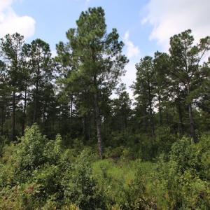 Photo of UNDER CONTRACT!  217 ac Timber and Hunting Land for Sale in Jones County NC!