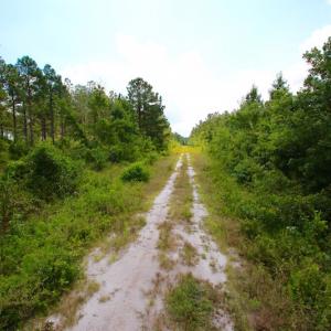 Photo of UNDER CONTRACT!  217 ac Timber and Hunting Land for Sale in Jones County NC!