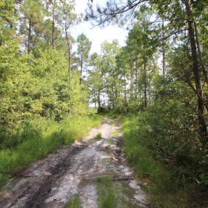 Photo of UNDER CONTRACT!  217 ac Timber and Hunting Land for Sale in Jones County NC!