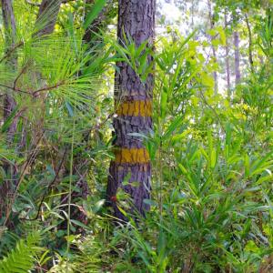 Photo of UNDER CONTRACT!  217 ac Timber and Hunting Land for Sale in Jones County NC!