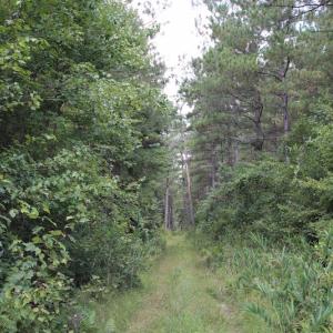 Photo of UNDER CONTRACT!  217 ac Timber and Hunting Land for Sale in Jones County NC!