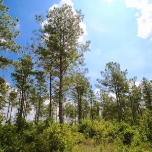 Photo of UNDER CONTRACT!  217 ac Timber and Hunting Land for Sale in Jones County NC!