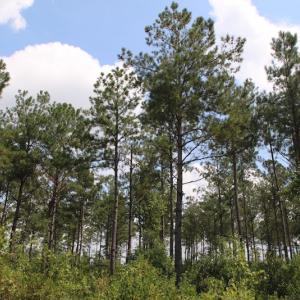 Photo of UNDER CONTRACT!  217 ac Timber and Hunting Land for Sale in Jones County NC!