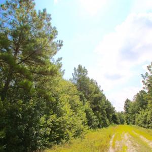 Photo of UNDER CONTRACT!  217 ac Timber and Hunting Land for Sale in Jones County NC!