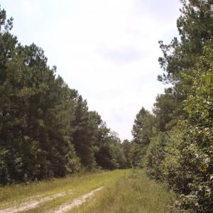 Photo of UNDER CONTRACT!  217 ac Timber and Hunting Land for Sale in Jones County NC!