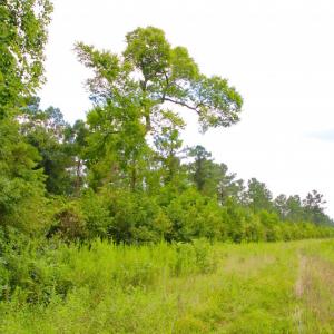 Photo of UNDER CONTRACT!  217 ac Timber and Hunting Land for Sale in Jones County NC!
