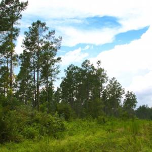 Photo of UNDER CONTRACT!  217 ac Timber and Hunting Land for Sale in Jones County NC!