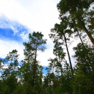 Photo of UNDER CONTRACT!  217 ac Timber and Hunting Land for Sale in Jones County NC!