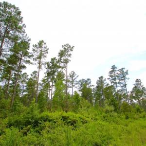 Photo of UNDER CONTRACT!  217 ac Timber and Hunting Land for Sale in Jones County NC!