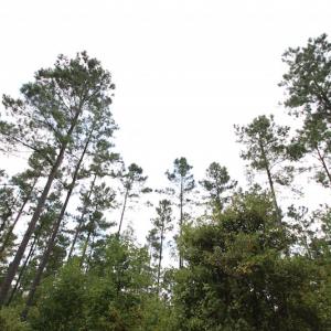 Photo of UNDER CONTRACT!  217 ac Timber and Hunting Land for Sale in Jones County NC!