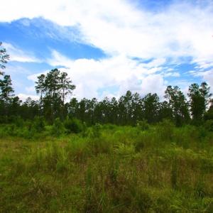 Photo of UNDER CONTRACT!  217 ac Timber and Hunting Land for Sale in Jones County NC!