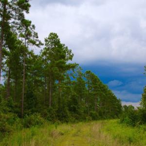 Photo of UNDER CONTRACT!  217 ac Timber and Hunting Land for Sale in Jones County NC!