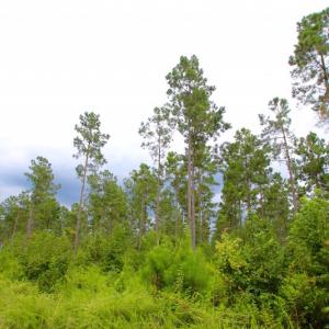 Photo of UNDER CONTRACT!  217 ac Timber and Hunting Land for Sale in Jones County NC!