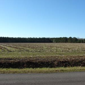 Photo of UNDER CONTRACT!  40 Acre Farm for Sale in Brunswick County NC!