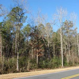 Photo of SOLD!  45 Acres of Hunting and Timber Land For Sale in Columbus County NC!