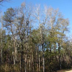 Photo of SOLD!  45 Acres of Hunting and Timber Land For Sale in Columbus County NC!