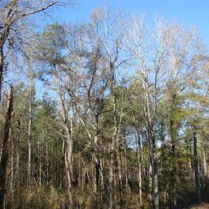 Photo of SOLD!  45 Acres of Hunting and Timber Land For Sale in Columbus County NC!