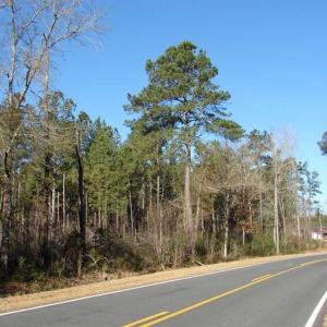 Photo of SOLD!  45 Acres of Hunting and Timber Land For Sale in Columbus County NC!