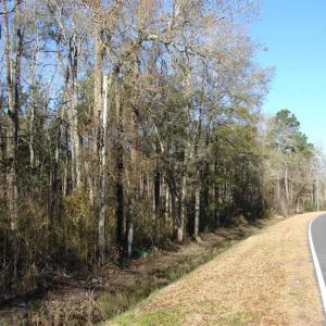 Photo of SOLD!  45 Acres of Hunting and Timber Land For Sale in Columbus County NC!