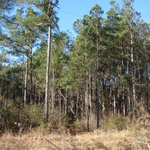 Photo of SOLD!  45 Acres of Hunting and Timber Land For Sale in Columbus County NC!