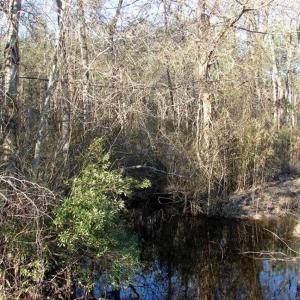 Photo of SOLD!  45 Acres of Hunting and Timber Land For Sale in Columbus County NC!