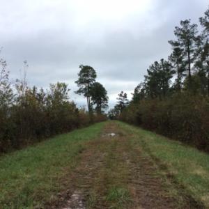 Photo of UNDER CONTRACT!  158 Acres of Land for Sale in Jones County NC!