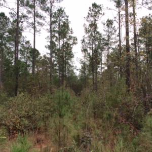 Photo of UNDER CONTRACT!  158 Acres of Land for Sale in Jones County NC!