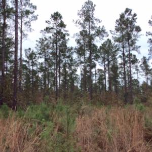 Photo of UNDER CONTRACT!  158 Acres of Land for Sale in Jones County NC!