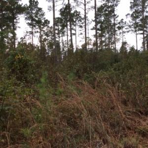 Photo of UNDER CONTRACT!  158 Acres of Land for Sale in Jones County NC!