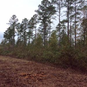 Photo of UNDER CONTRACT!  158 Acres of Land for Sale in Jones County NC!