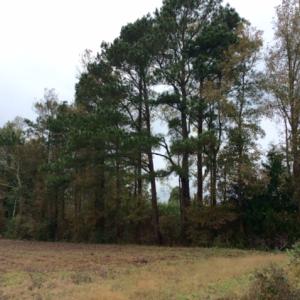 Photo of UNDER CONTRACT!  158 Acres of Land for Sale in Jones County NC!