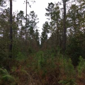 Photo of UNDER CONTRACT!  158 Acres of Land for Sale in Jones County NC!