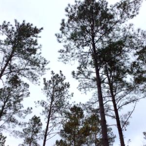 Photo of UNDER CONTRACT!  158 Acres of Land for Sale in Jones County NC!