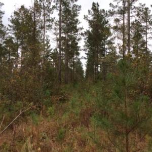 Photo of UNDER CONTRACT!  158 Acres of Land for Sale in Jones County NC!