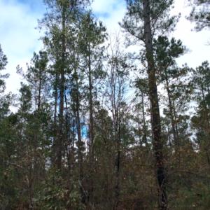 Photo of UNDER CONTRACT!  158 Acres of Land for Sale in Jones County NC!