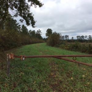 Photo of UNDER CONTRACT!  158 Acres of Land for Sale in Jones County NC!