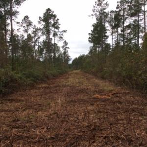 Photo of UNDER CONTRACT!  158 Acres of Land for Sale in Jones County NC!