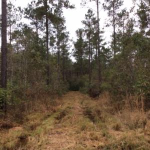 Photo of UNDER CONTRACT!  158 Acres of Land for Sale in Jones County NC!
