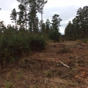Photo of UNDER CONTRACT!  158 Acres of Land for Sale in Jones County NC!