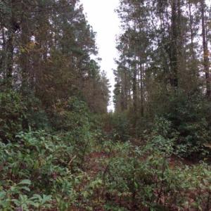 Photo of UNDER CONTRACT!  158 Acres of Land for Sale in Jones County NC!
